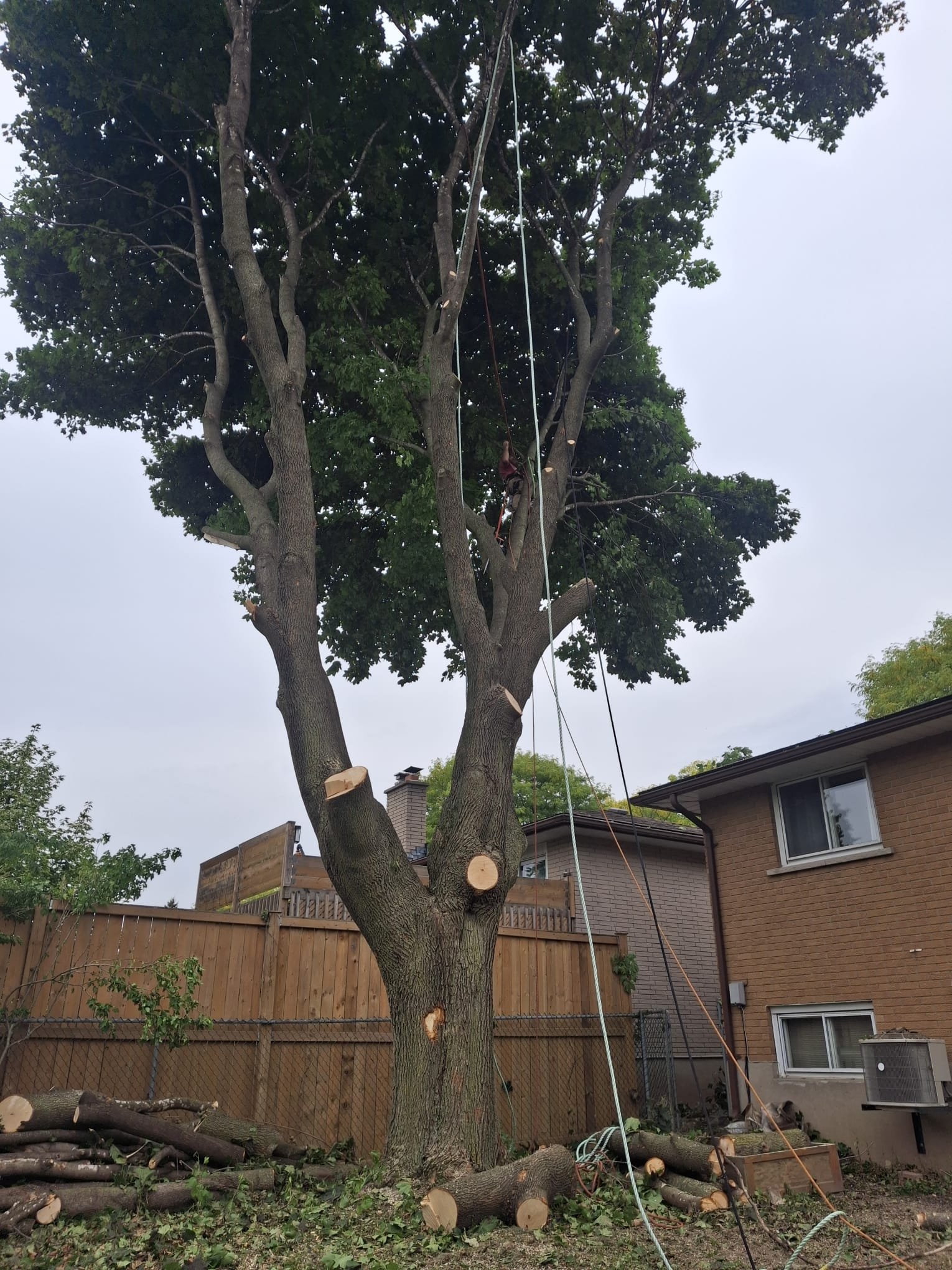 Kipfer Tree Service work